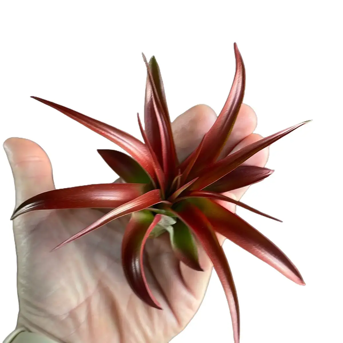 Abdita Medium-Sized Air Plant - House Plants, Easy-Care, Partial Shade Tolerant, Doesn't Need Soil for Water & Nutrients, Indoor Air Purifier, Low Maintenance