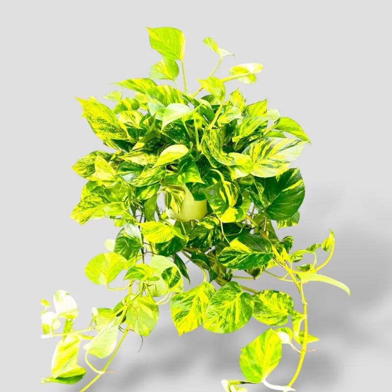 Pothos Patricio 6” - Rare Colorful Easy Care Hanging House Plant - Not Pet Safe