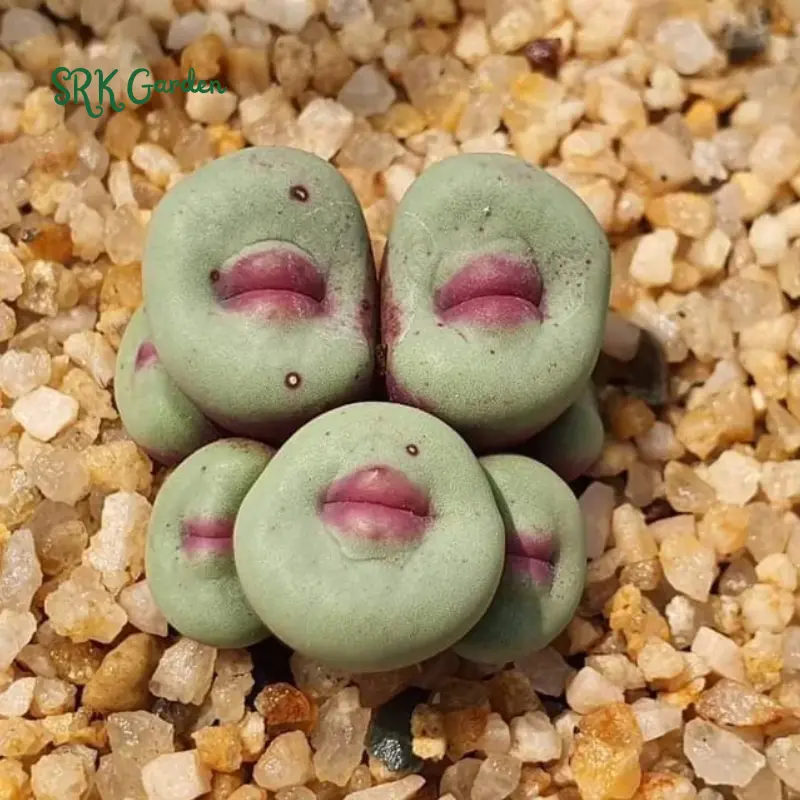 Conophytum pageae. Rare Succulents 20 seeds Conophytum pageae. Rare Succulents 20 seeds