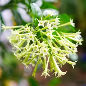 Night Blooming Jasmine Live Plant Fragrant white bloom Jasmine 5 to 8 inch Tall