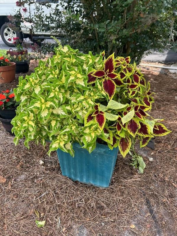 Coop Gro OMRI-Certified Organic, Pelletized Chicken Litter Fertilizer 25 lbs - For Healthy Lawns and Gardens