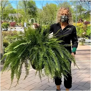 UV Resistant Lifelike Artificial Fern - 2024 New Faux Ferns Planter Large, Realistic Fake Feen Silk Fern Stems Indoor Basket Plant Urn Fillers Front Porch (2, Green)