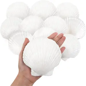 10 count Large   Shells, 4''-5'' Large Shell for Crafts, DIY Painting, Baking and Beach Wedding Decorations - Large White Seashells Bulk for  Themed Parties and  Decor