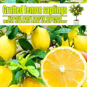 Yellow lemon grafted seedlings are easy to survive and maintain, and the pulp is juicy, suitable for home gardening