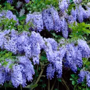 Blue Wisteria - 4" Pot