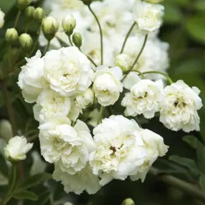 White Lady Banks Climbing Rose - 3 to 4 Feet Tall - Ship in 3Gal pot