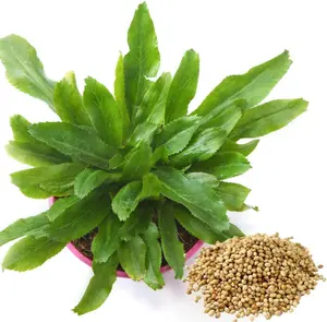 Pack 500 Vietnamese Culantro Seeds