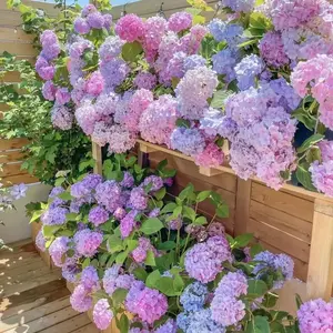200 Pcs Mixed Hydrangea Seeds Flower Plant for Home Gardens Outdoor