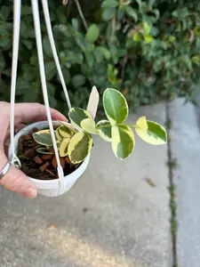 Hoya cumingiana albo - 4” pot