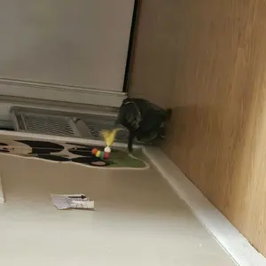 review image 2