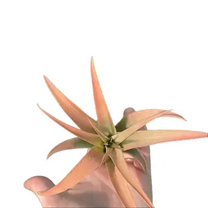 Large-Size Capitata Tinted Peach Air Plant, Home Decorative Live Plant for Indoor Home Supplies