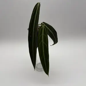 Rare Anthurium Queen Warocqueanum with Velvety Dark Green Leaves for Bright Indirect Light and High Humidity Environments