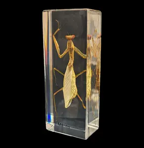 Praying Mantis in Acrylic