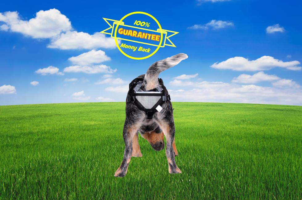 Protective Inflatable Dog Collar for Stopping Bite-Offs Protective Inflatable Dog Collar for Stopping Bite-Offs