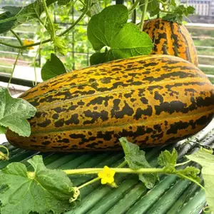 Thai Musk Melon Sweet Vietnam Dua Seeds 2 Pack x 150 Seeds Non-GMO Fresh Flavor Kitchen Window Herb Container