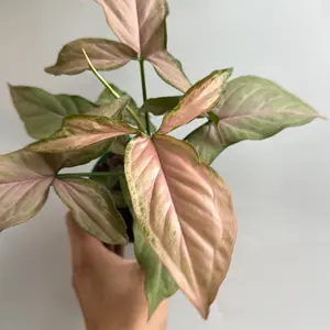 Syngonium Pink Perfection 4" House Plant - Unique Pink & Green Leaves, Easy to Care for