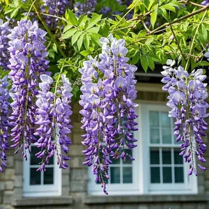 50 Pcs Wisteria Flower Seeds for Home Garden Beds and Backyard Planting, Decorative Vine Garden Seeds for Patio Pots and Outdoor Garden Structures, Seeds Only Not Live Plants