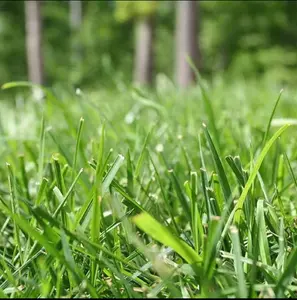 3000 pcs High-Quality Warm Climate Grass Seeds Premium Grass Seed Mix Sun & Shade Ready Grow Lush Lawn FAST-Fine/ Medium Blades Lawn seeds