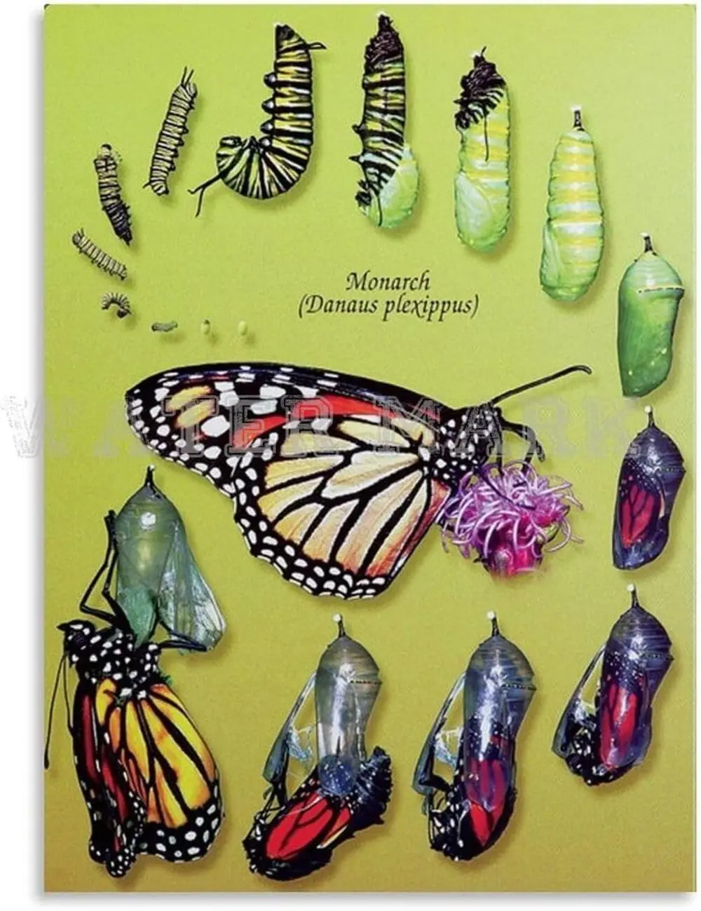 Butterfly Life Cycle Poster, Monarch Butterfly Life Cycle Chart, Insect Science Poster, Butterfly Science Wall Art, Butterfly Life Cycle Educational Poster, Nature Classroom Decor, Biology Educational Wall Art, Science Classroom Poster