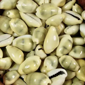25-30pcs Money Cowrie Shells, 1 Ounce Cypraea moneta Cowry Shells