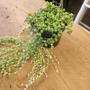 String of Pearls 4 inch pot
