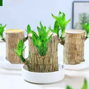 Brazilian wood hydroponic plants are easy to grow for lazy people. Lucky wood hydroponic plants are desktop green plants and indoor potted plants.