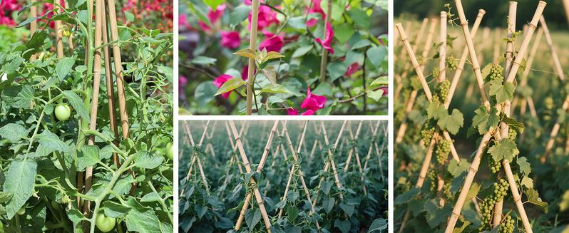 2FT-6FT Natural Bamboo Plant Stakes, Garden Support for Tomatoes & Flowers