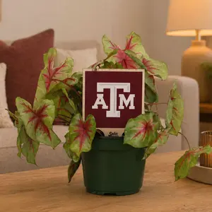 Texas A&M ATM Color Plant Stake