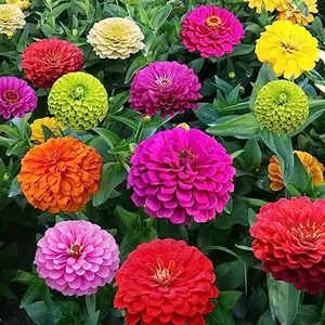 Zinnia Seeds - Easy to Grow, Colorful Blooms, Perfect for Home Gardens & Outdoor Landscaping