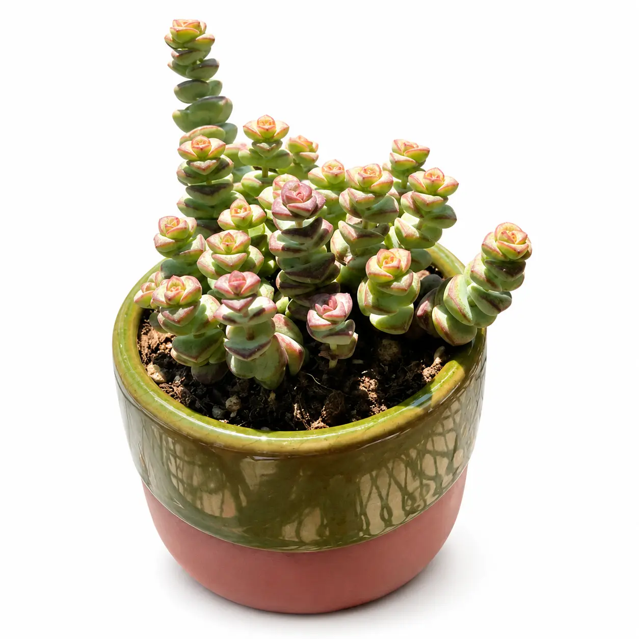 Lucky 'Money Maker' Live Succulent String of Buttons - 2in Pot Compact Healthy Plant, Drought Tolerant Once Established, Low Maintenance, Colorful Leaves, Beginner Friendly Home Decor for Office Desk, Great Gift for Plant Lovers, Home Decoration