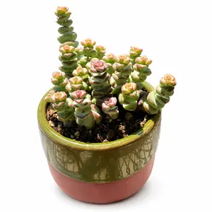 Lucky 'Money Maker' Live Succulent String of Buttons in 2in Pot, Real Plant Good Luck Gift Ideas for Office Desk Room Decoration