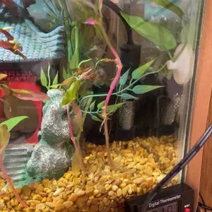 AquaMiracle Adjustable 15-300W Aquarium Heater Submersible Fish Tank Heater Super Short Aquarium Heater with LED Digital Display Thermostat, for Tanks 3-60 Gallons Mini Aquarium