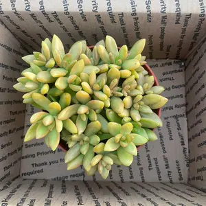 6” succulent home sculptures non hangers