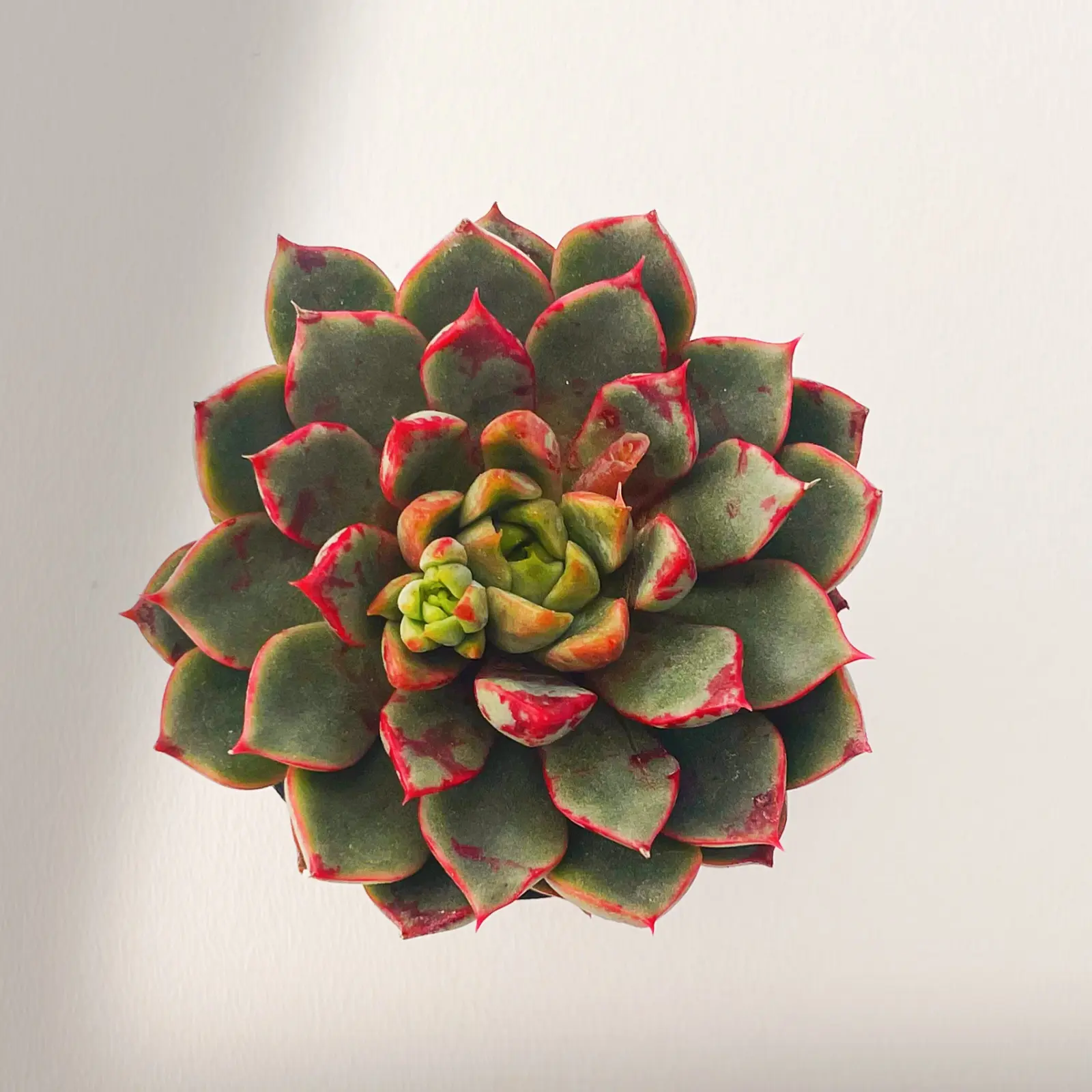 Live Succulent Echeveria The Next Gardener Firework Rooted in 2in Planter, Real Live Plants for Garden Home Decor Party Favors, Baby Shower, Wedding, Gift for Mothers