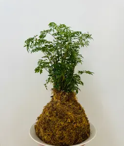 Kokedama - Aralia