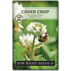Sow Right Seeds - White Dutch Clover Seed for Planting - Cover Crops to Plant in Your Home Garden - Nitrogen Fixer - Suppress Weeds - Attracts Pollinators - Non-GMO Heirloom Seeds - Gardening Gift (1)
