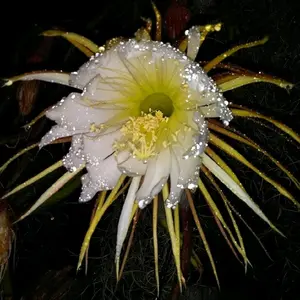 Selenicereus grandiflorus Cactus, Vining, Night Bloomer, Cutting with ariel roots