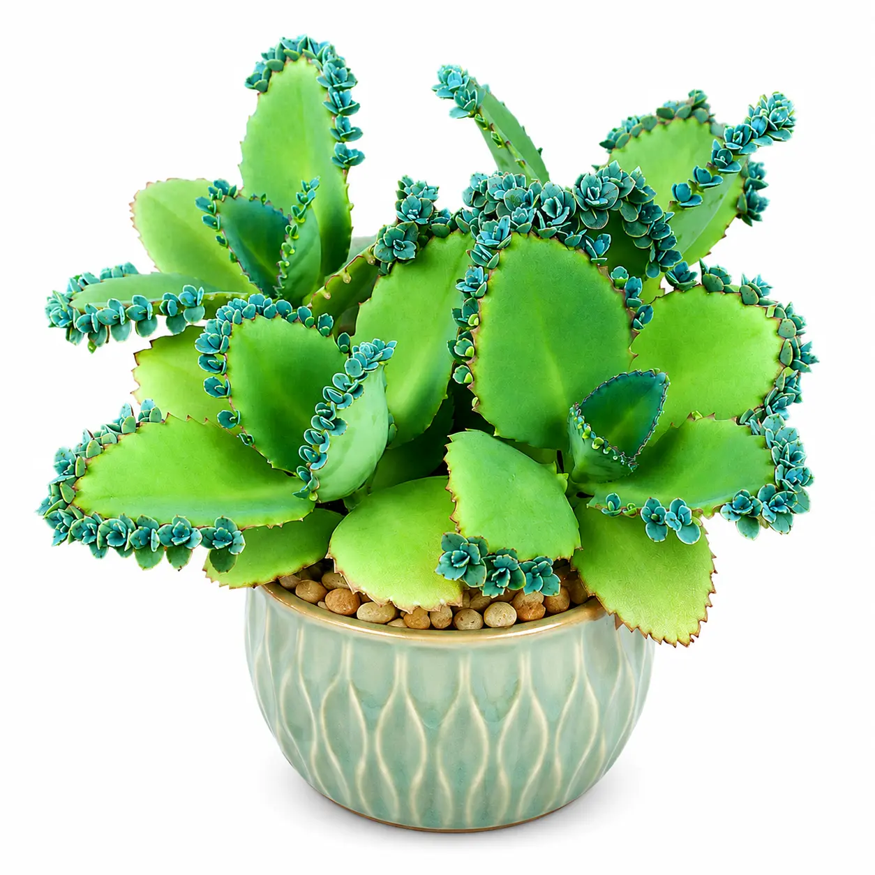 Mother of Thousands Plant with Plantlets on The Leaves - Tall Kalanchoe daigremontiana - Mexican Hat Plant Succulent (1 Plant)