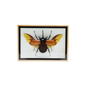 Five Horn Rhino Beetles Taxidermy Insects in Wooden Frame for Hanging Decor – Unique Wall Art, Collectible, Home Decor, Nature Display, Gift Idea decor figurine