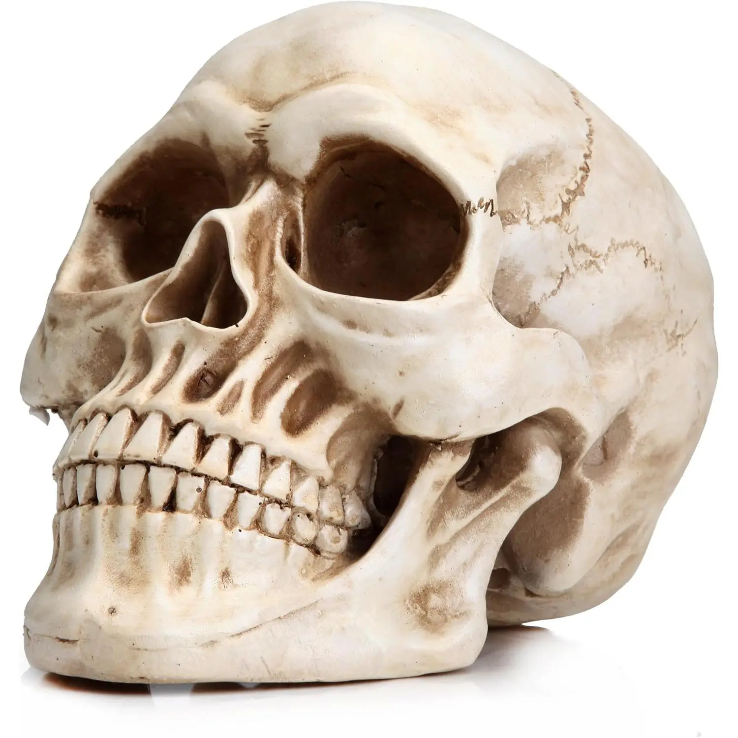 Life Size  Skull, Large Size Adult Skull  Model for  Decoration, Halloween Skull Statue, Human Skull  Model (White)