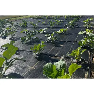 Lazy Garden Ground Cover
