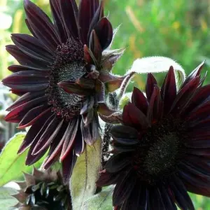 Green River 25 Velvet Queen Black Sunflower Seeds - Perennial Flower Seed Pack, Deep Red Blooms for Pollinator Gardens, Easy to Grow, Non-GMO for Outdoor Planting, Premium Heirloom Seeds