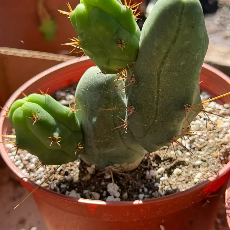 Peen Cactus TBM (LARGE, 4 nodes or more)