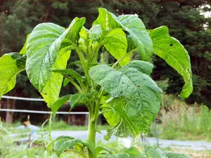 Callaloo Amaranth Greens Seeds
