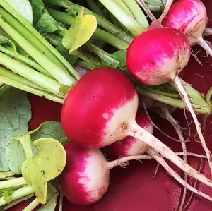 TomorrowSeeds - Sparkler Radish Seeds -  Red White Globe Radishes Garden Pink Magenta NonGMO Root Vegetable Seed for 2024 Fast Growing