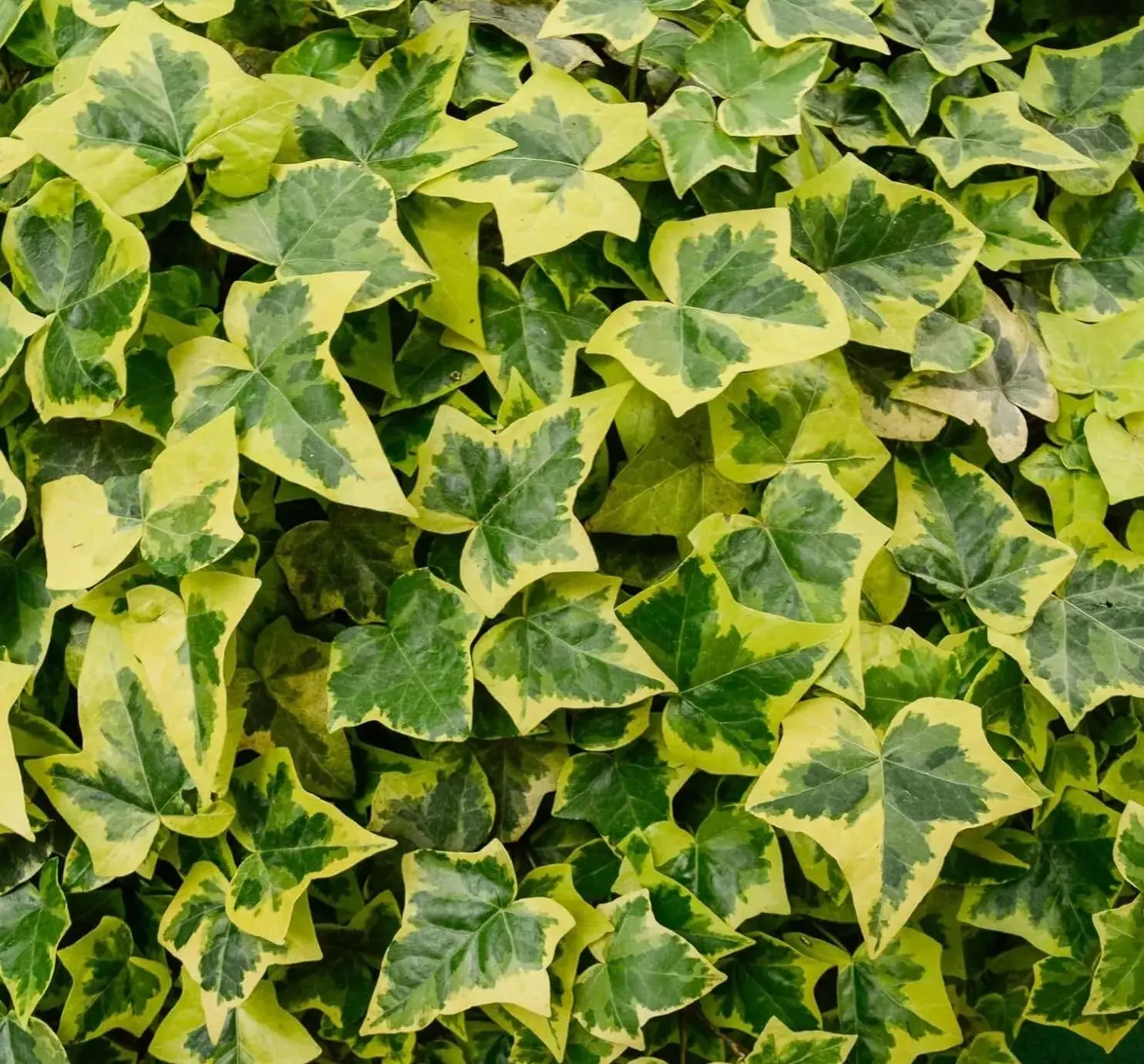 30 English Ivy Seeds for Planting - Easy to Grow Ivy Vine - Hedera helix