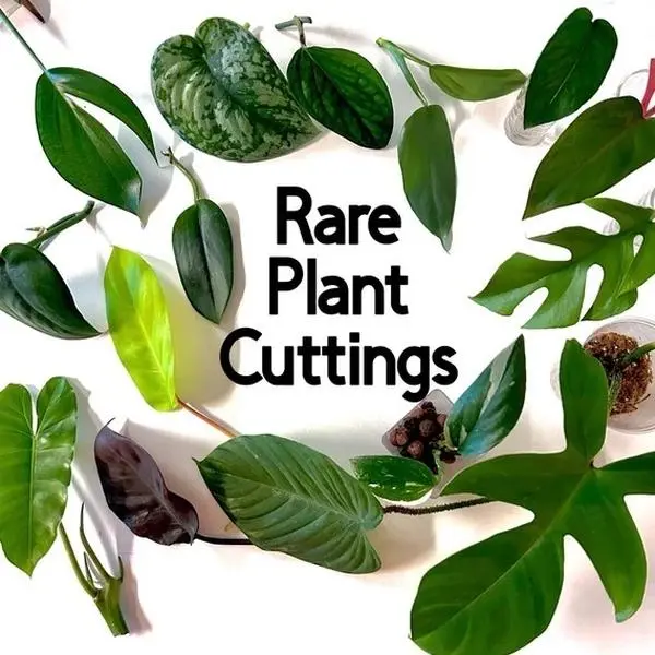 Mystery Plant Clipping Bundle - 6 Plant Cuttings, Rooted & Unrooted Mix, Includes Heat Pack, Mystery Plant Lover Clippings Box non gmo mini plant