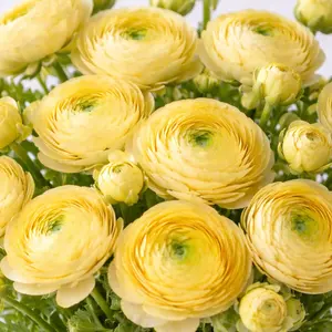 Ranunculus Aviv Yellow Bulbs – Spring Flowers for Garden & Cutting – Hand Picked Nursery