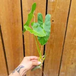 Burle Marx Philodendron Cutting | Air Roots w/ Multiple Nodes | Indoor & Outdoor Live Tropical House plant | Easy Care Starter Plant