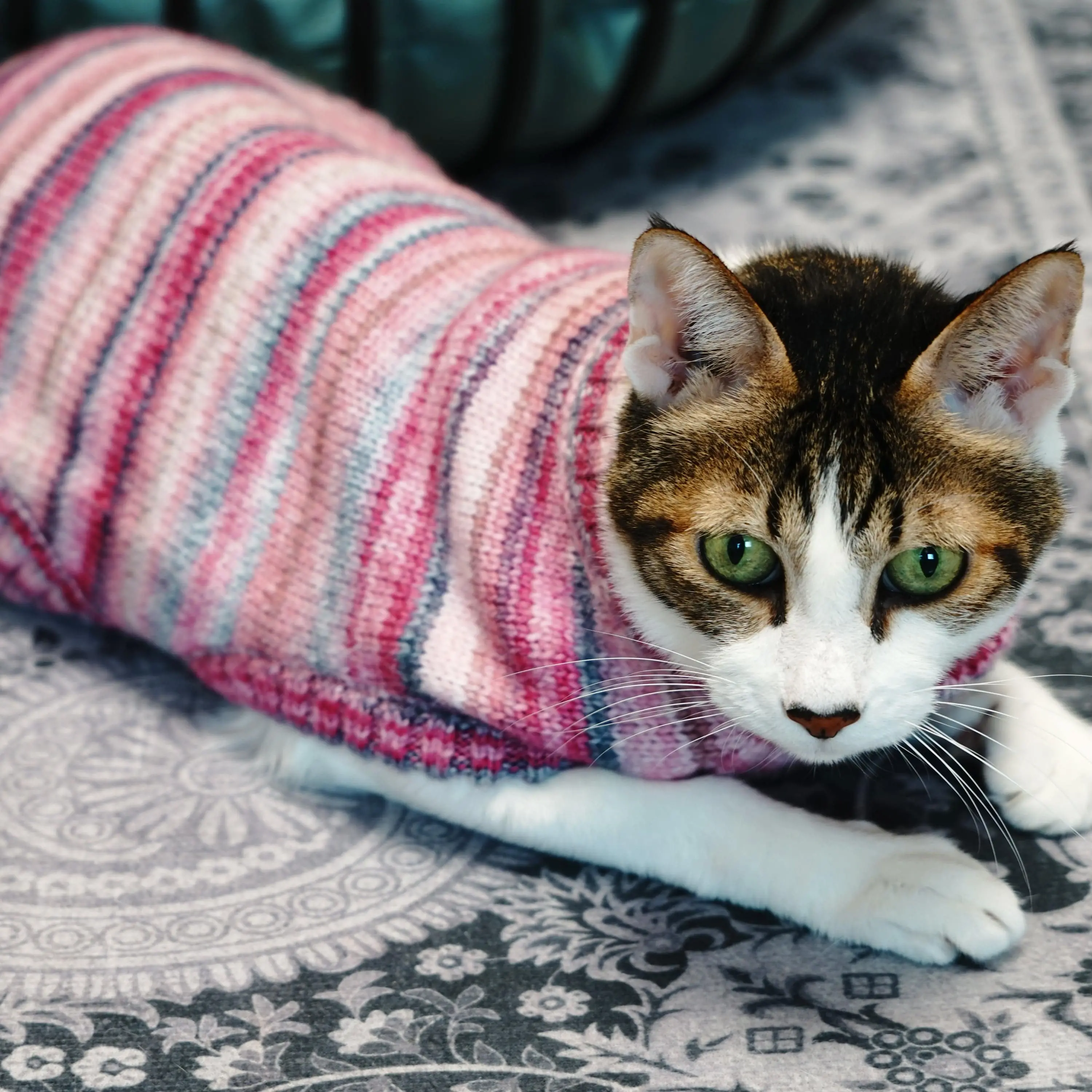 Cozy Gradient Yarn Dog Sweater Crew Neck For Pets Warm